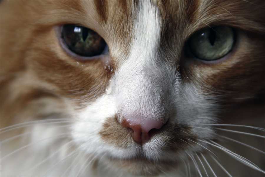 Могут ли кошки плакать и выделяются ли у них слезы: что такое слезы и что думают ученые, современные исследования и интересные факты