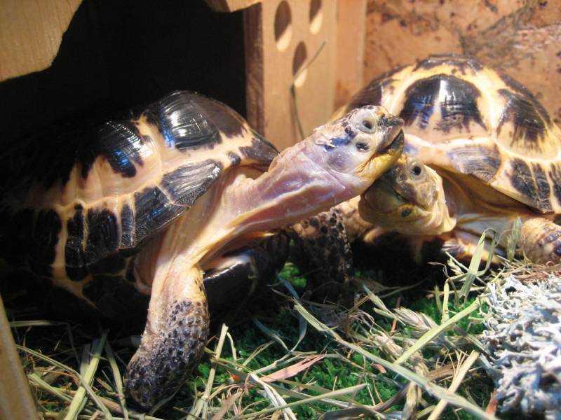Размножение черепах в неволе
